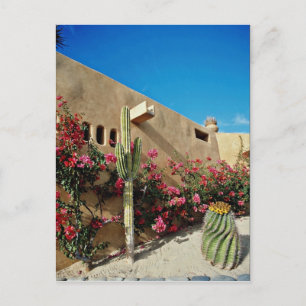 Cabo San Lucas, Baja, Mexico flowers Postcard