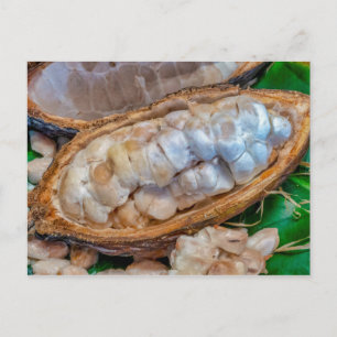 Cacao pod  postcard