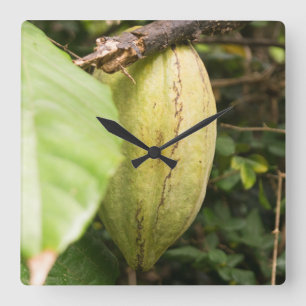 cacao pod square wall clock