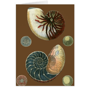 Cacao Shell