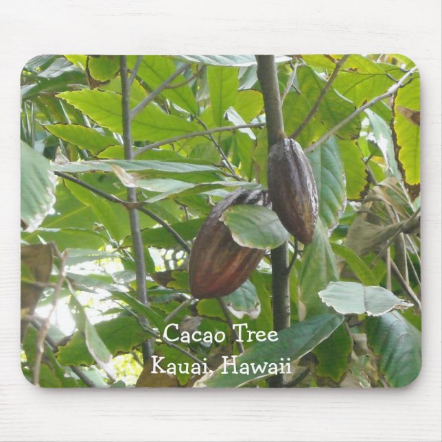Cacao Tree, Kauai, Hawaii Mouse Pad (Front)
