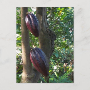 Cacao Tree Postcard