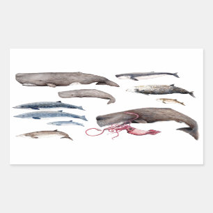 Cachalote and zifios: Whales of the depths Sticker