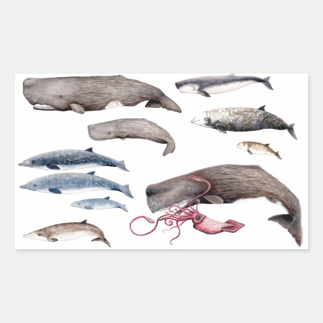 Cache and Zippers: Deep Whales Sticker (Front)