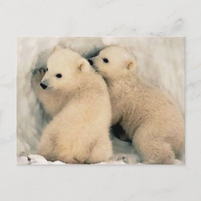 Cachorros of Oso Polar Postcard (Front)