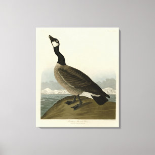 Cackling Goose from Audubon's Birds of America  Canvas Print
