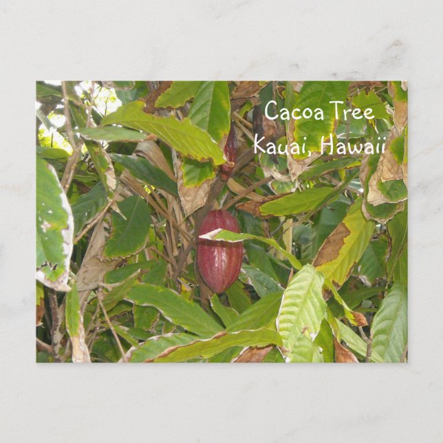 Cacoa Tree Postcard (Front)
