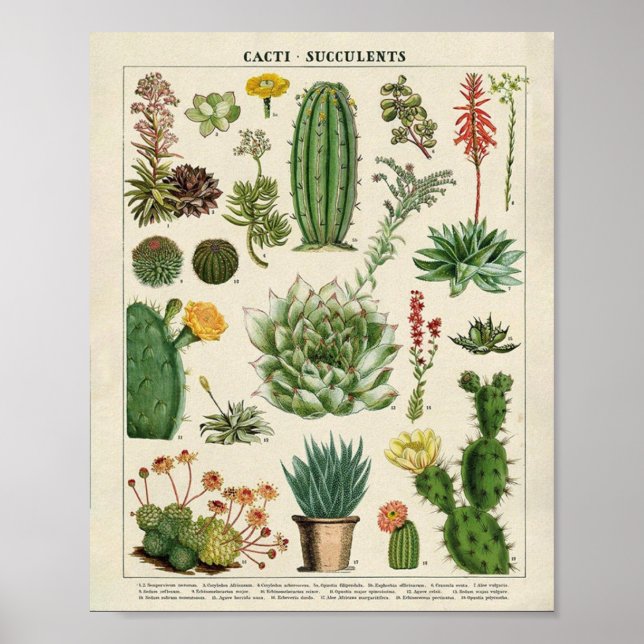 Cacti and Succulents Poster (Front)