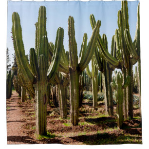 Cacti garden. Green tall cacti and succulents grow