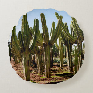 Cacti garden. Green tall cacti and succulents grow Round Pillow