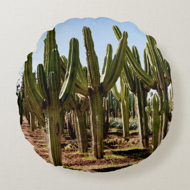Cacti garden. Green tall cacti and succulents grow Round Pillow (Front)