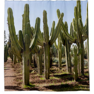 Cacti garden, tropical desert landscape.