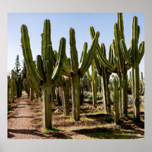 Cacti garden, tropical desert landscape. poster