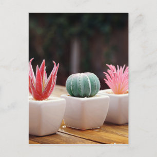 Cacti Postcard