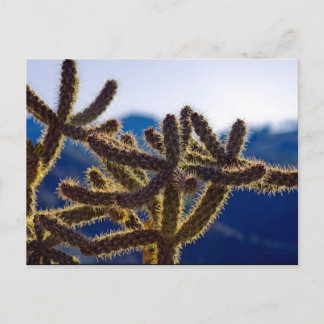 Cacti, Washoe Valley, Nevada Postcard