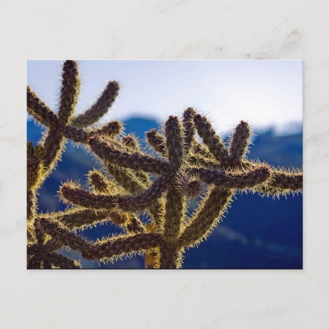 Cacti, Washoe Valley, Nevada Postcard (Front)