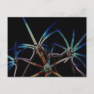 Cactus 1 pccnm postcard