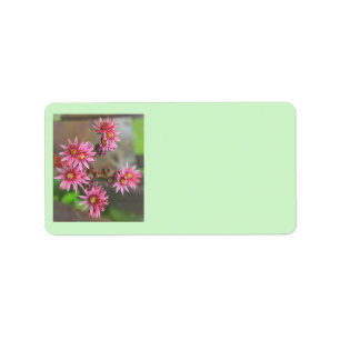 Cactus Address Labels