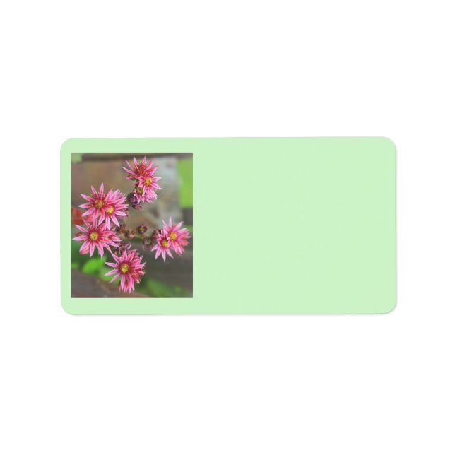 Cactus Address Labels (Front)