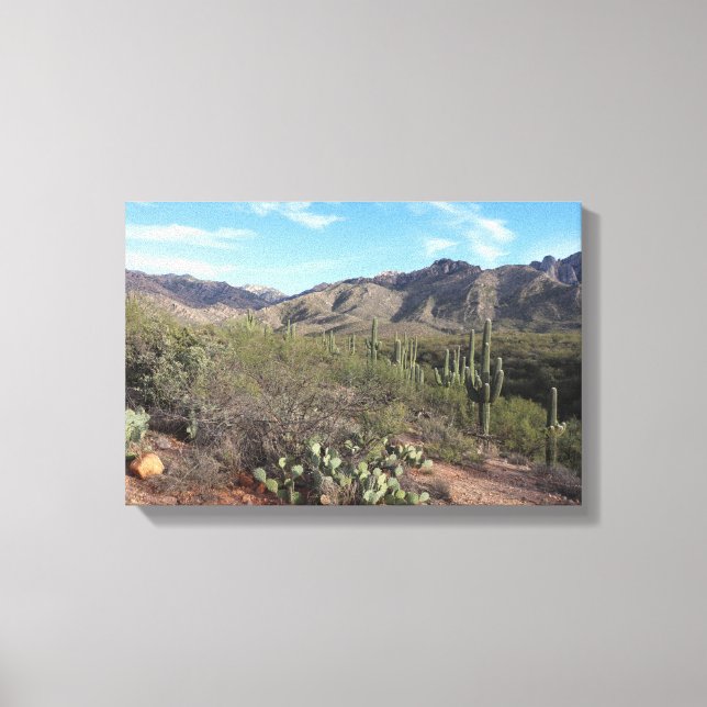 Cactus and Catalina Mountains in Tucson, Arizona Canvas Print (Front)