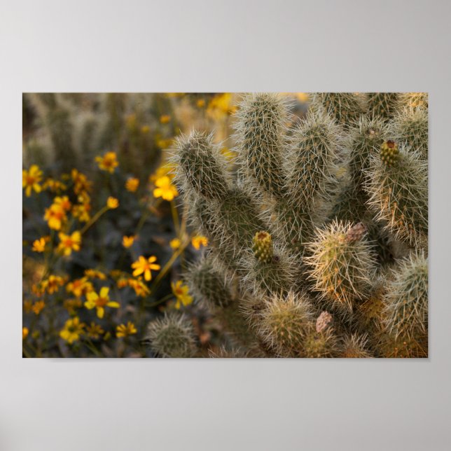 cactus and wildflowers poster (Front)