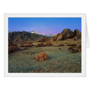"Cactus Avec Vue" - Grand Angle