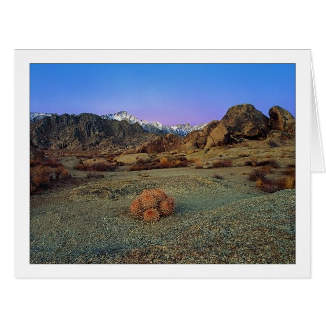 "Cactus Avec Vue" - Grand Angle (Devant horizontal)
