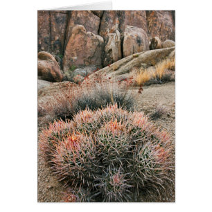 Cactus Barrel en Californie