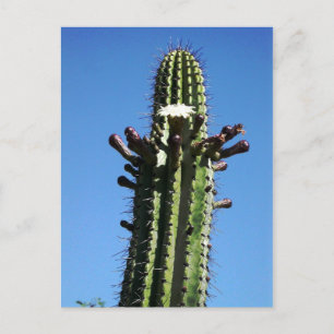 Cactus, Batopilas, Copper Canyon, Mexico Postcard