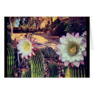 cactus bloom