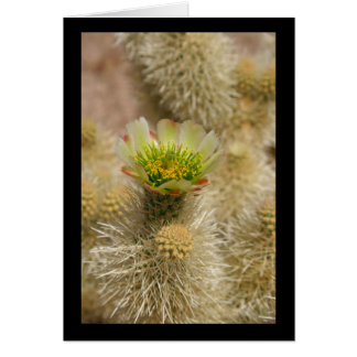 Cactus Bloom