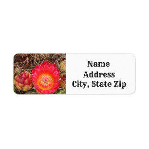 Cactus Bloom Bright Pink Flower Desert Adresse