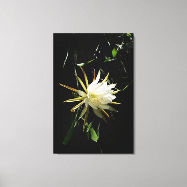 Cactus Bloom Canvas Print (Front)