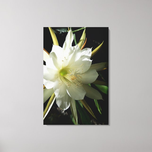 Cactus Bloom Canvas Print (Front)