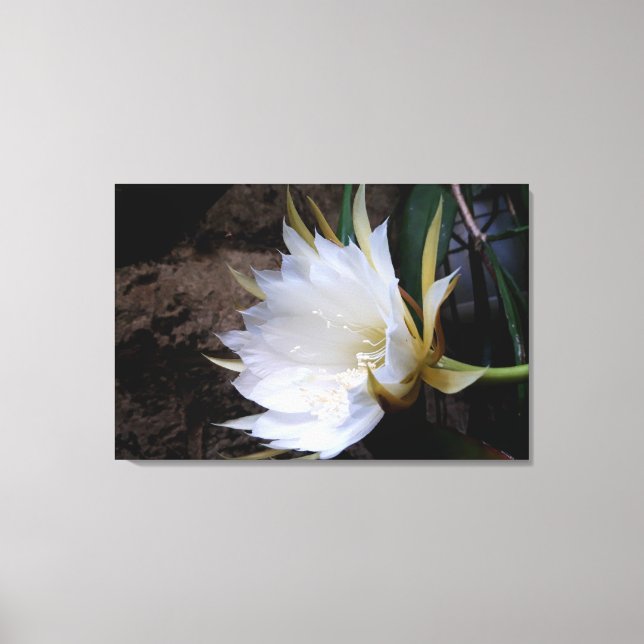 Cactus Bloom Canvas Print (Front)