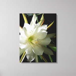 Cactus Bloom Canvas Print