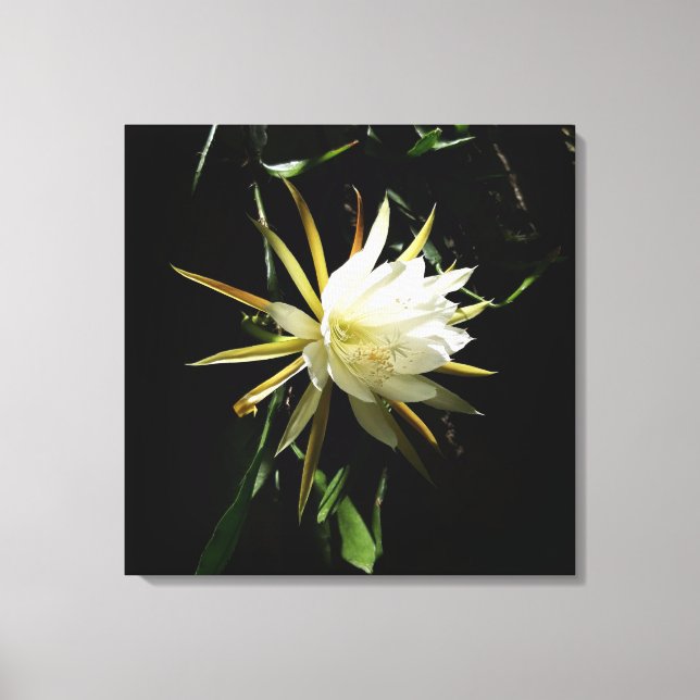 Cactus Bloom Canvas Print (Front)
