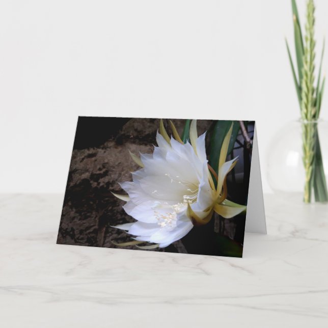 Cactus Bloom Card (Front)