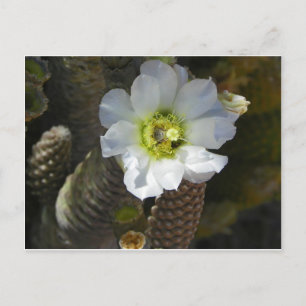 Cactus Bloom Postcard