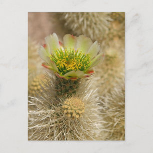 Cactus Bloom Postcard