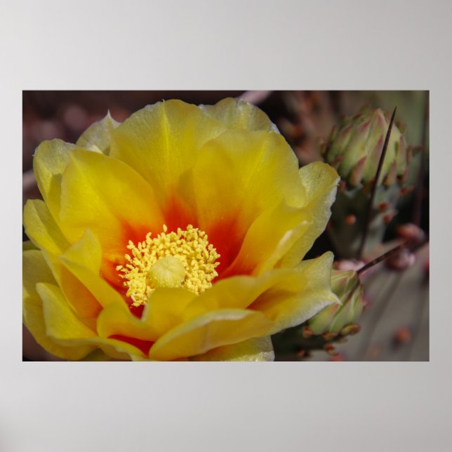 cactus bloom poster (Front)