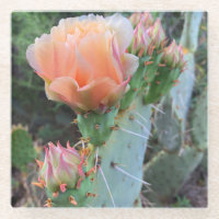 Cactus Blooms Pale Pink Desert Flowers Photo