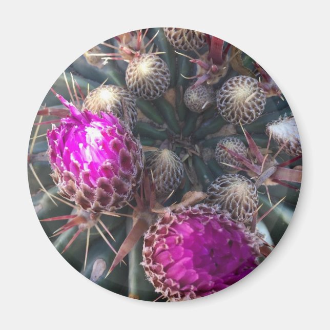 Cactus blossom magnet (Front)