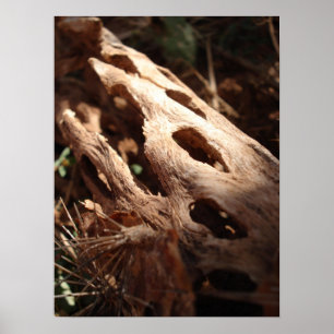 Cactus Bone Poster