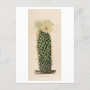 Cactus Botanical Illustration from 1841 Postcard