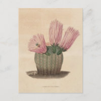 Cactus Botanical Illustration from 1841