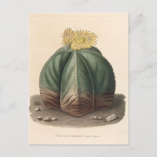 Cactus Botanical Illustration from 1841 Postcard (Front)