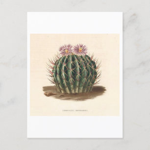 Cactus Botanical Illustration from 1841 Postcard
