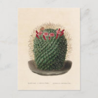 Cactus Botanical Illustration from 1841