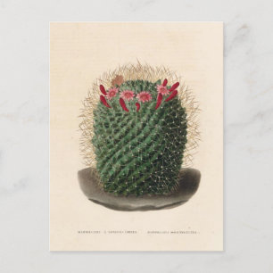 Cactus Botanical Illustration from 1841 Postcard